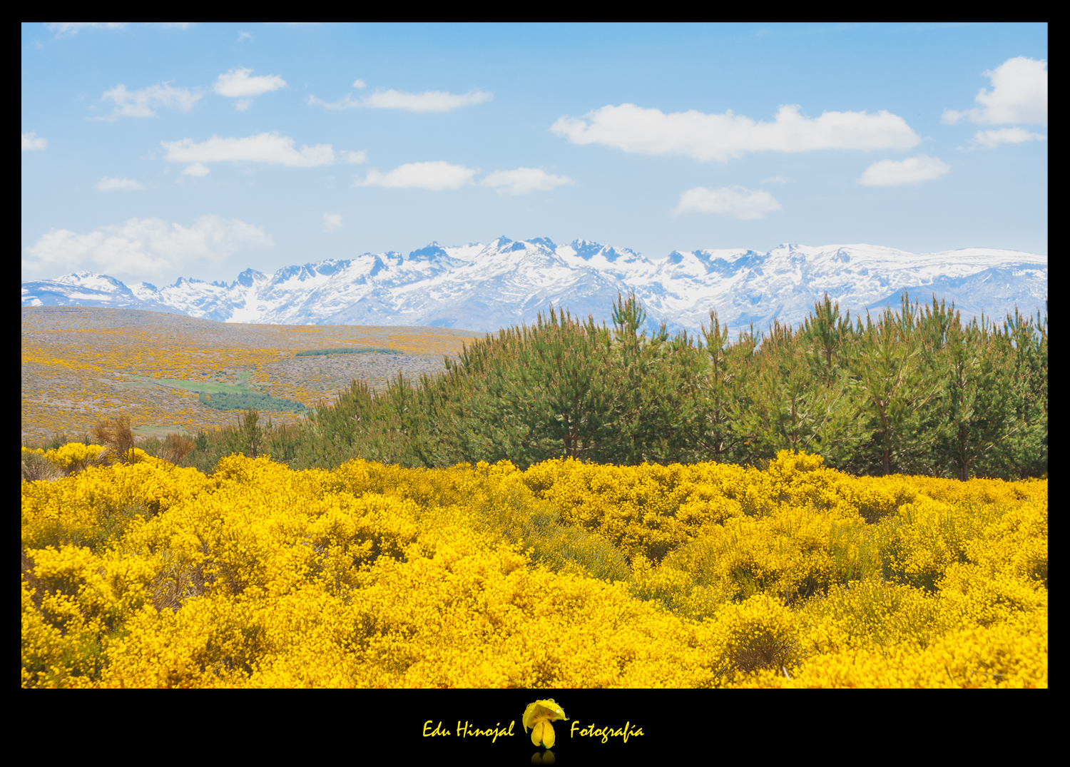 Sierra de Gredos, piorno en flor.